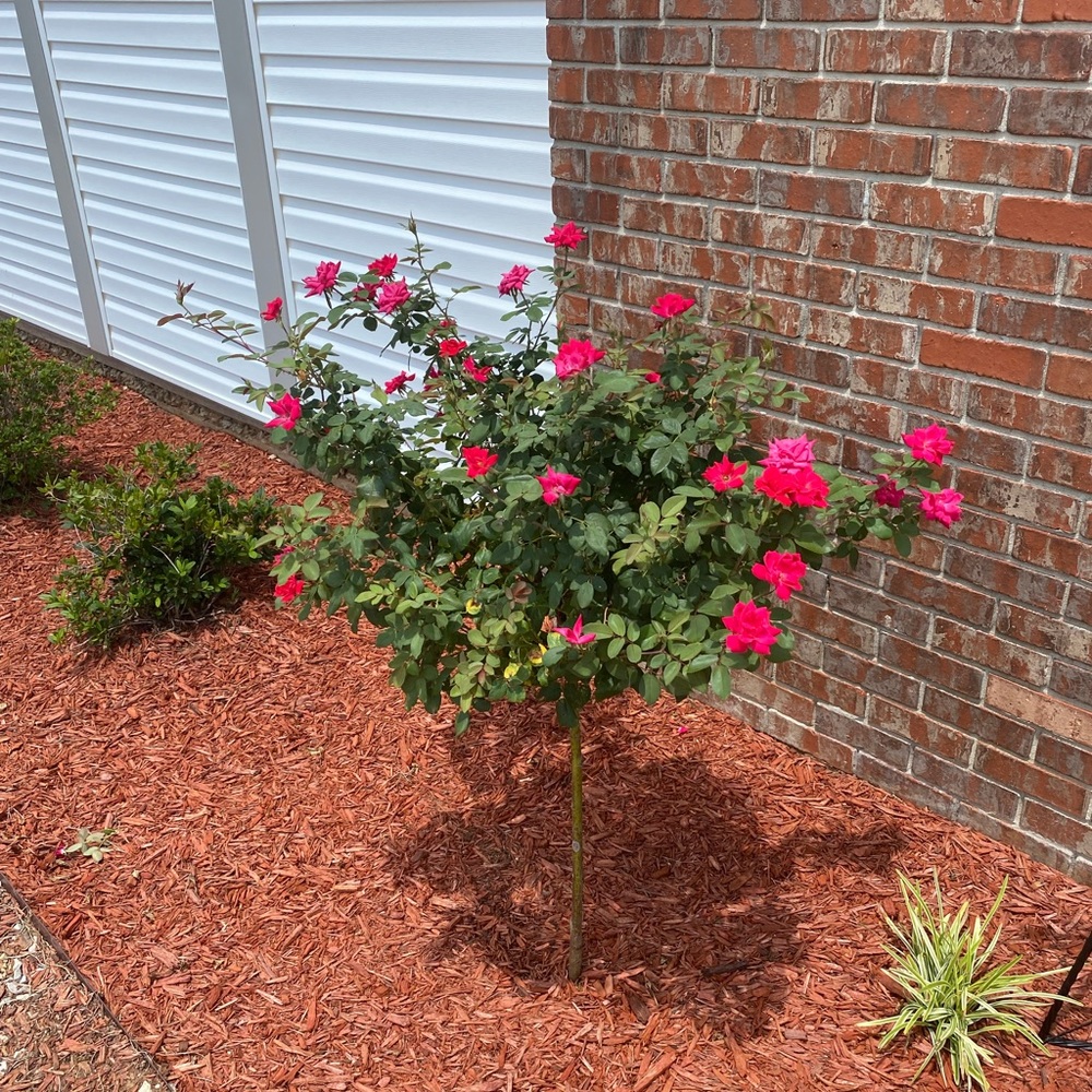 Meet your Posher, Lori